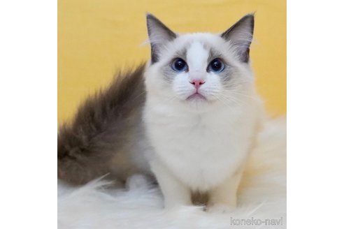 成約済の東京都のラグドール-70728の2枚目
